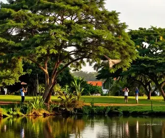 A Trajetória da Observação de Aves em Aldeia: Um Paraíso Natural A Trajetória da Observação de Aves em Aldeia: Um Paraíso Natural
